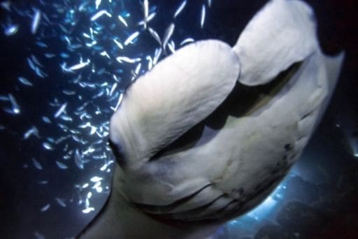 up close and personal with mantas on a manta ray snorkel kona