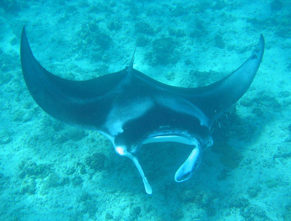 manta ray on bottom of ocean floor