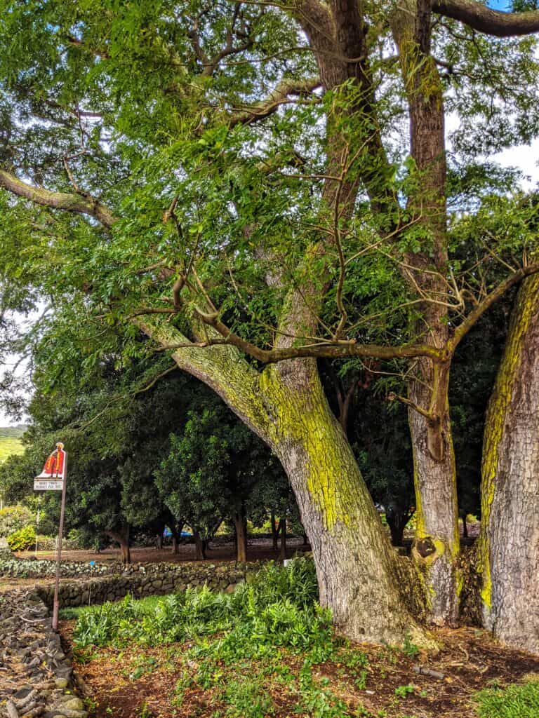 mark twain monkeypod tree naalehu