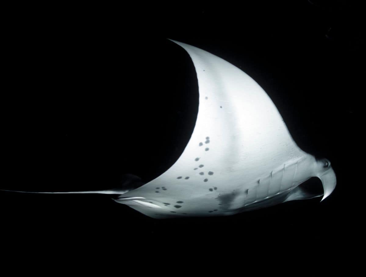 manta ray looking like it's flying in black water