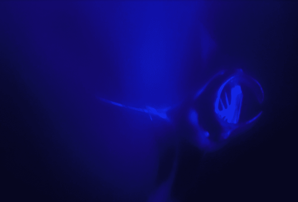 manta rays seen while snorkeling in kona