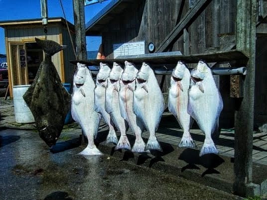 fresh halibut being weighed