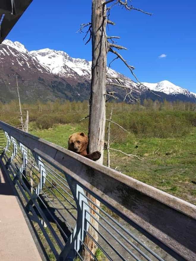 friendly brown bear saying hello at the wildlife conservation center