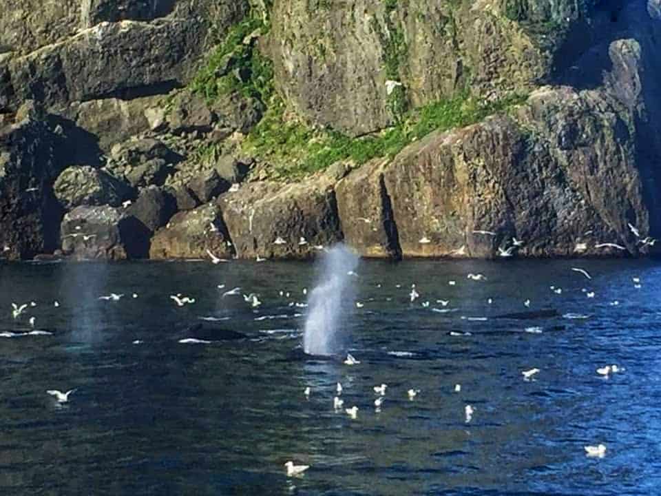 kenai fjords tour out of seward ak