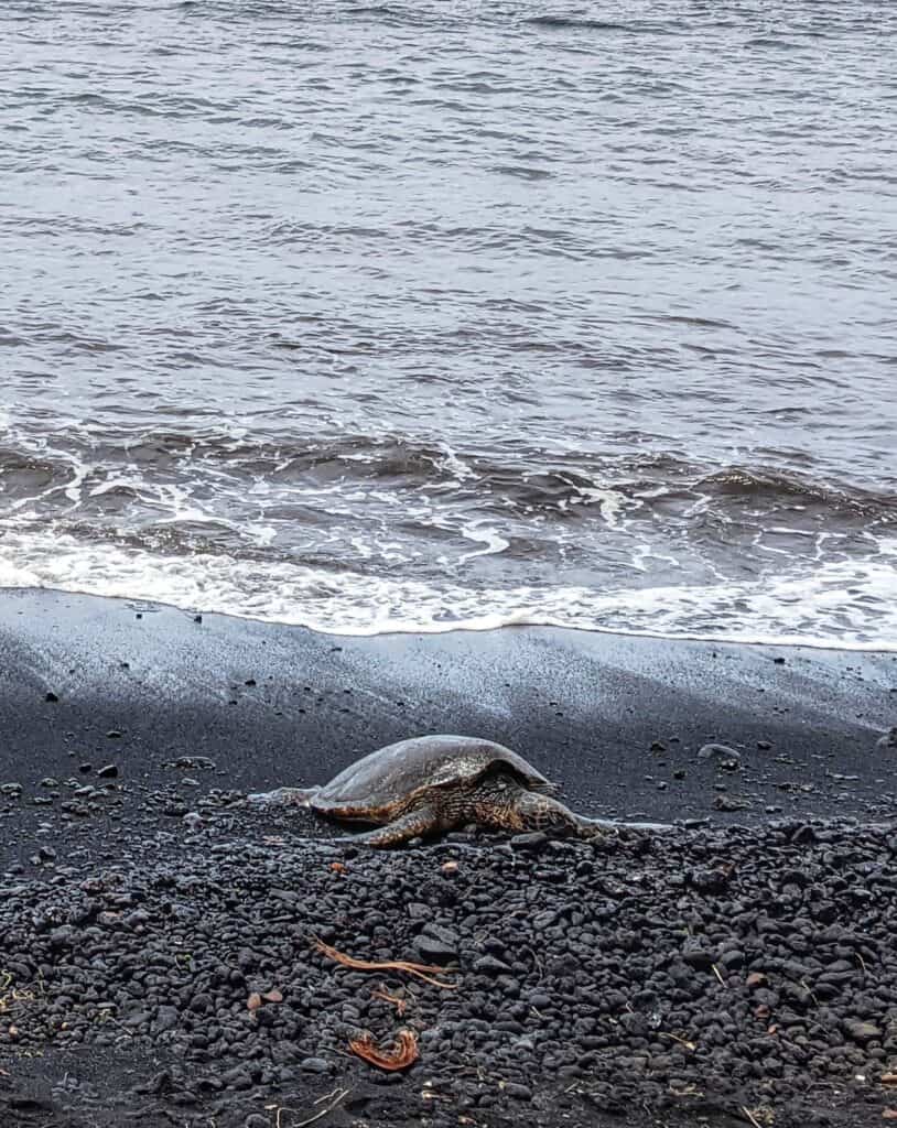 sea turtle resting on the black sand