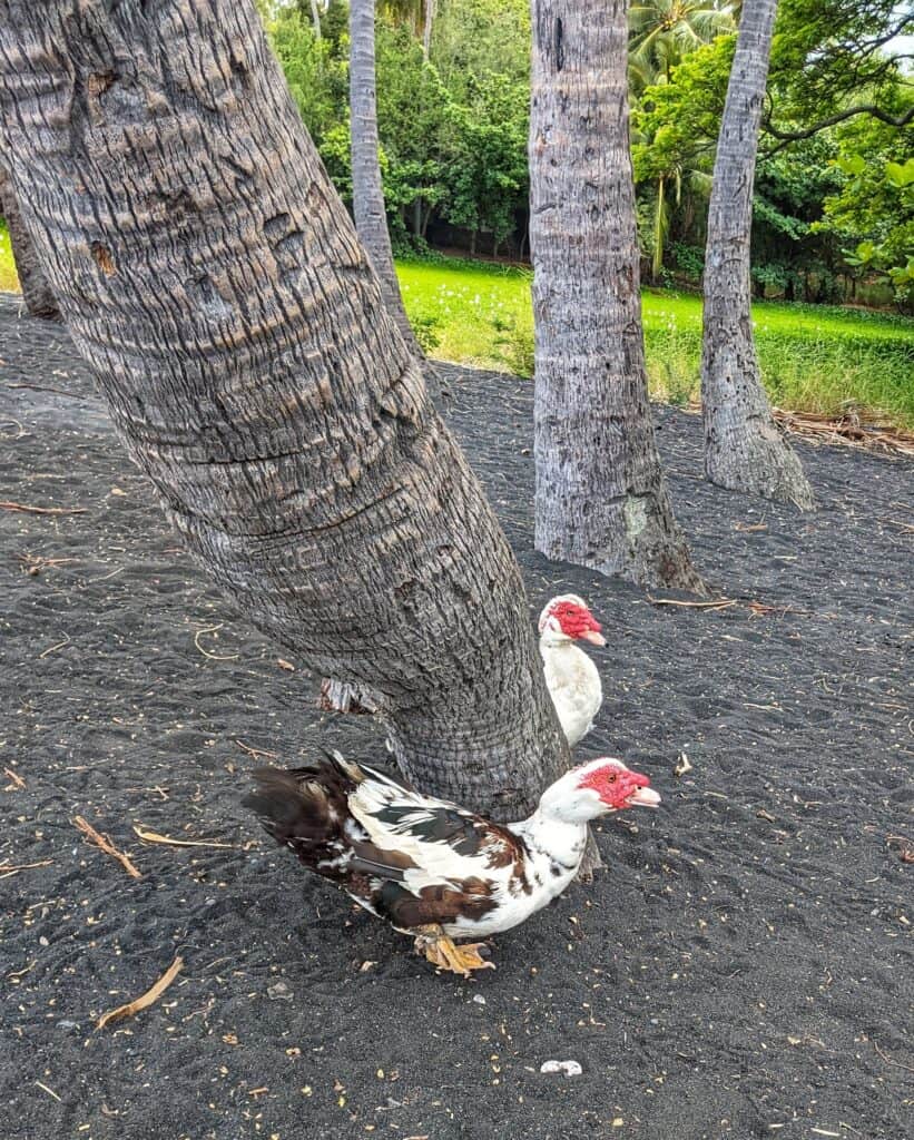 muscovy duck at punalu'u black sand beach