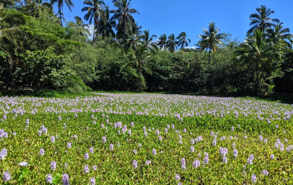 freshwater lilies at punalu'u black sand beach
