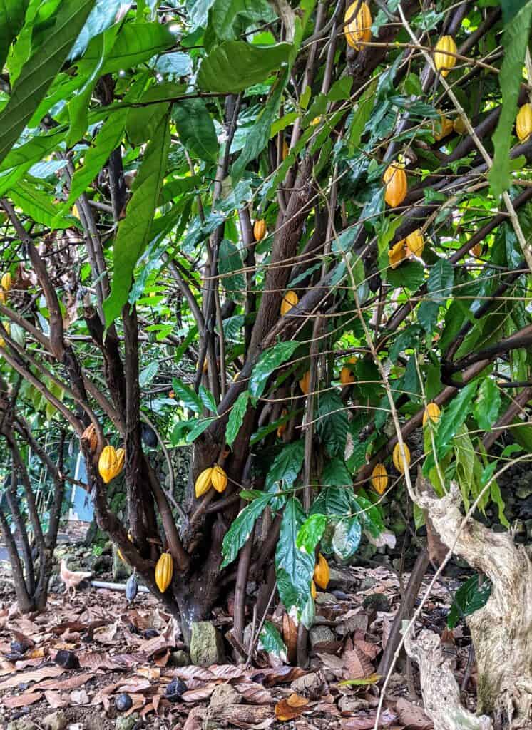 cacao tree