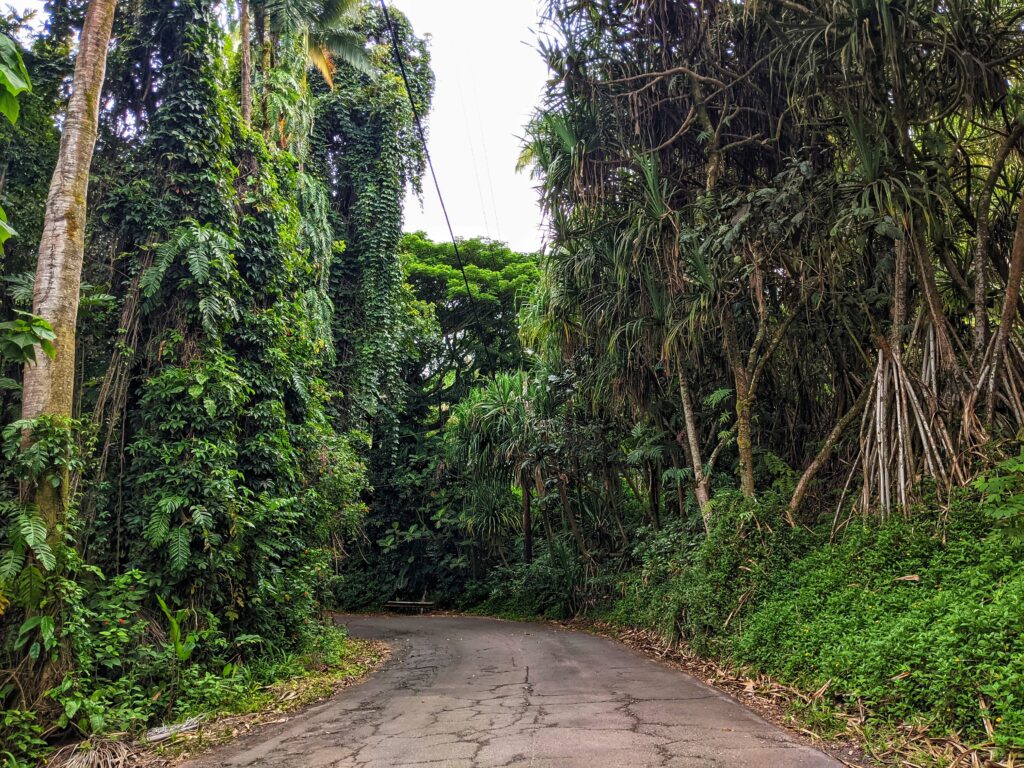 Narrow pepeekeo scenic drive enveloped by a dense canopy of tropical trees, creating a natural tunnel of greenery that epitomizes the lush landscape of the Big Island."