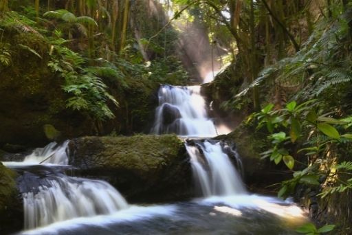 onomea falls at the hawaii tropical bioreserve and garden on the pepeekeo scenic drive