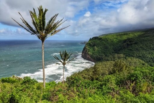 View down to pololu valley with palm trees in the foreground