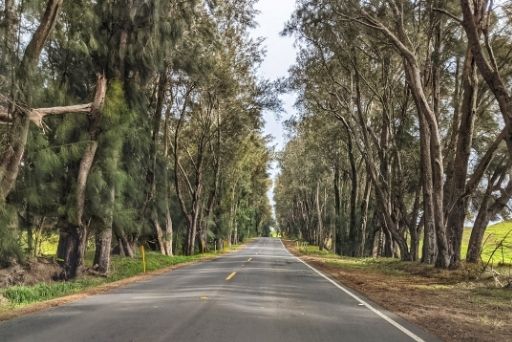 trees line the kohala mountain road