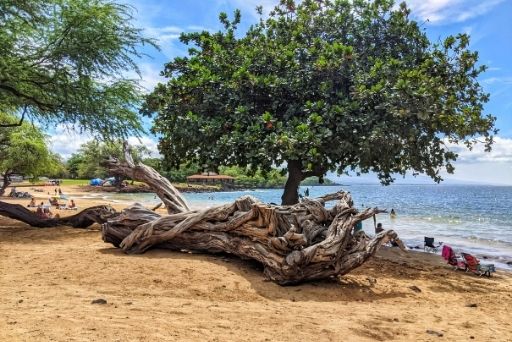 cool log at spencer beach with large tree behind