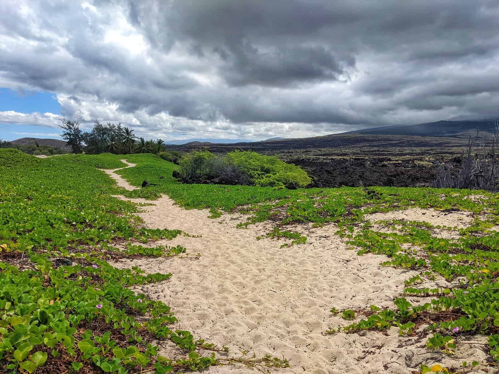 sand and plants on the trail to makalawena beach