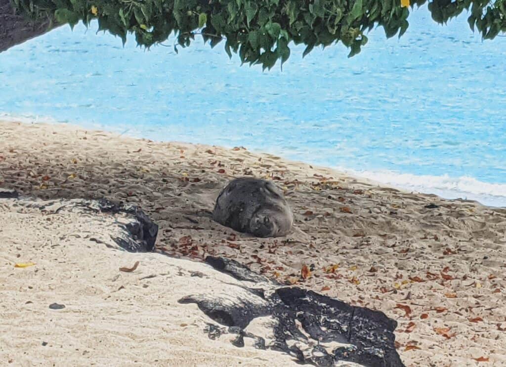 endangered monk seal seen on the way to makalawena beach