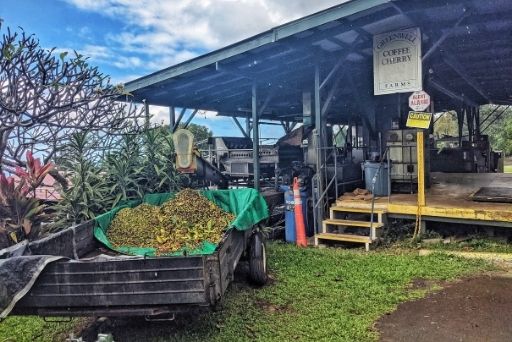 greenwell coffee farm tours are probably the most popular things to do in captain cook hawaii