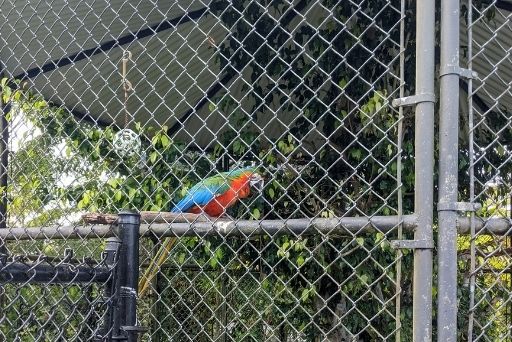 max the parrot at Panaewa Rainforest Zoo and Gardens