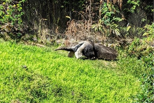 giant anteaters are the last exhibit at Panaewa Rainforest Zoo and Gardens