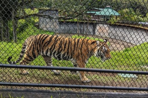 sriacha the bengal tiger is a key attraction at Panaewa Rainforest Zoo and Gardens