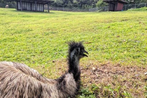 emu at Panaewa Rainforest Zoo and Gardens