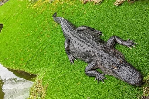 lilo the american alligator at Panaewa Rainforest Zoo and Gardens