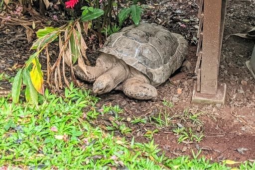 tortoise at Panaewa Rainforest Zoo and Gardens