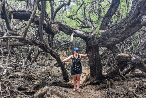 the hike to puako petroglyphs is through a tangle of kiawe trees; a stop you should make when finding petroglyphs big island