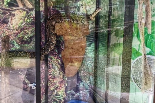 boa constrictor with skin hanging by its side at Panaewa Rainforest Zoo and Gardens