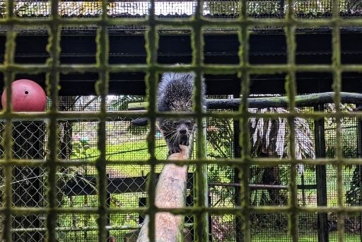binturong at Panaewa Rainforest Zoo and Gardens