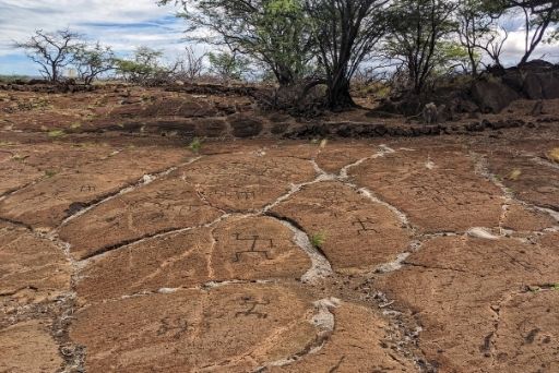 a barren puako petroglyph field; a stop when searching petroglyphs big island