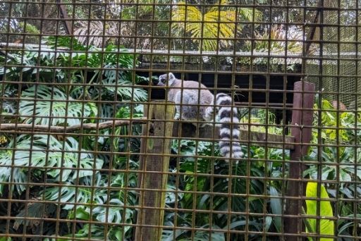 ring tailed lemur at Panaewa Rainforest Zoo and Gardens