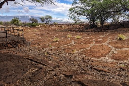 puako petroglyphs big island with viewing plantform