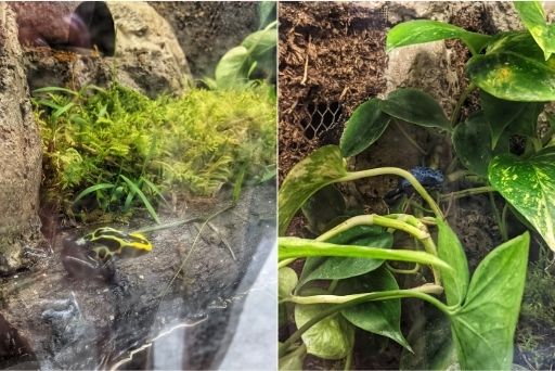 poison dart frogs at Panaewa Rainforest Zoo and Gardens