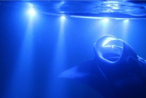 a favorite things to do on the big island at night is snorkel with manta rays