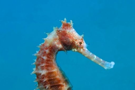 A seahorse against a blue underwater background, capturing the wonders of marine life viewable at the Big Island in the rain