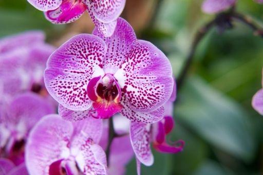 Close-up of striking purple and white patterned orchids, representing the exotic flora to be admired at Big Island's botanical gardens