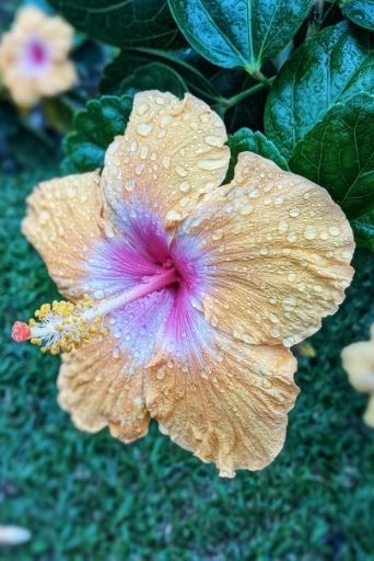 Water droplets glisten on a peach-colored hibiscus, the vibrant state flower of Hawaii,