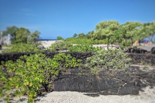 kohanaiki beach park has a big island petroglyph