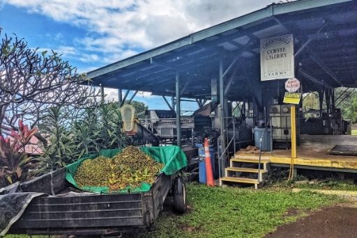 Greenwell Farms coffee processing shack