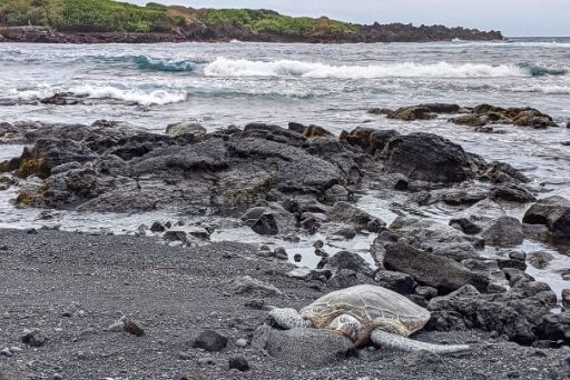 sleeping sea turtle at punaluu black sand beach