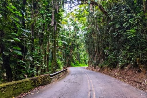 pepeekeo scenic drive iwith towering tropical plants walling the road