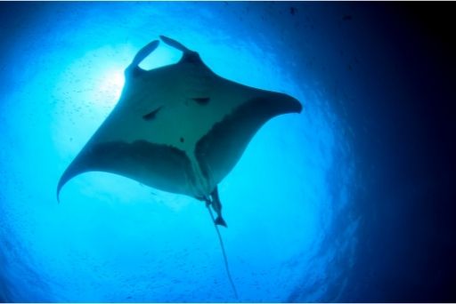 looking up at a manta ray belly with light shining behind it