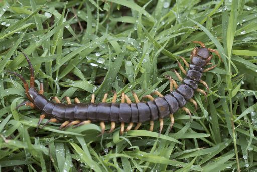 close up of centipede crawling in grass