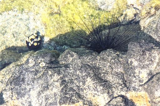sea urchins poking out from rock crevasses