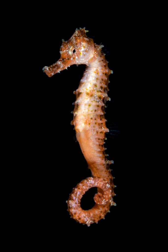 seahorse in black water while kona diving