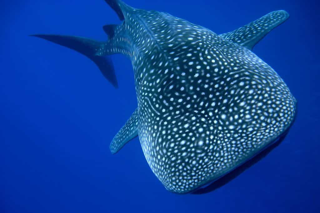 whale shark in hawaii