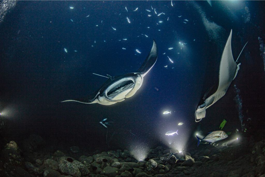 night diving in kona to see manta rays