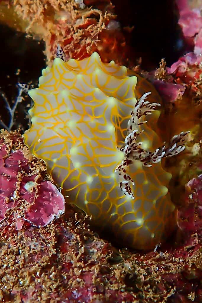 a nudibranch, often found during the summer while kona diving