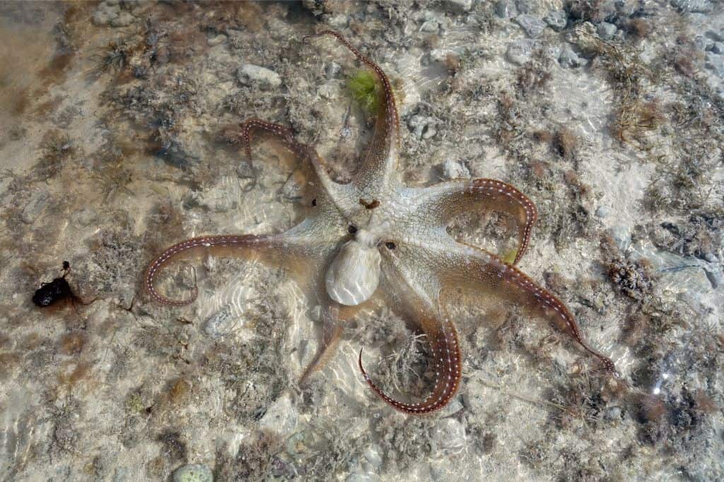 octopus are common to see while kona diving