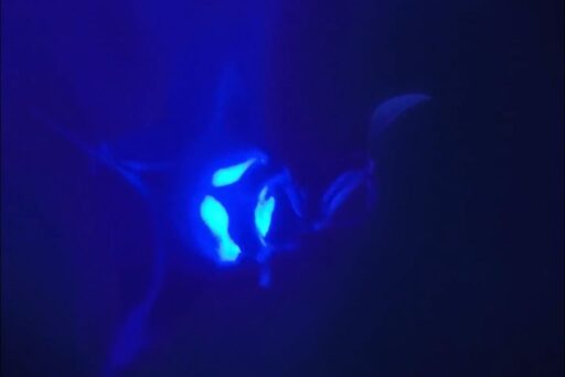 night snorkel with manta rays